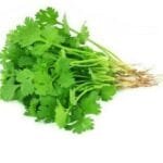 Coriander Leaf | Dhaniya Pathi